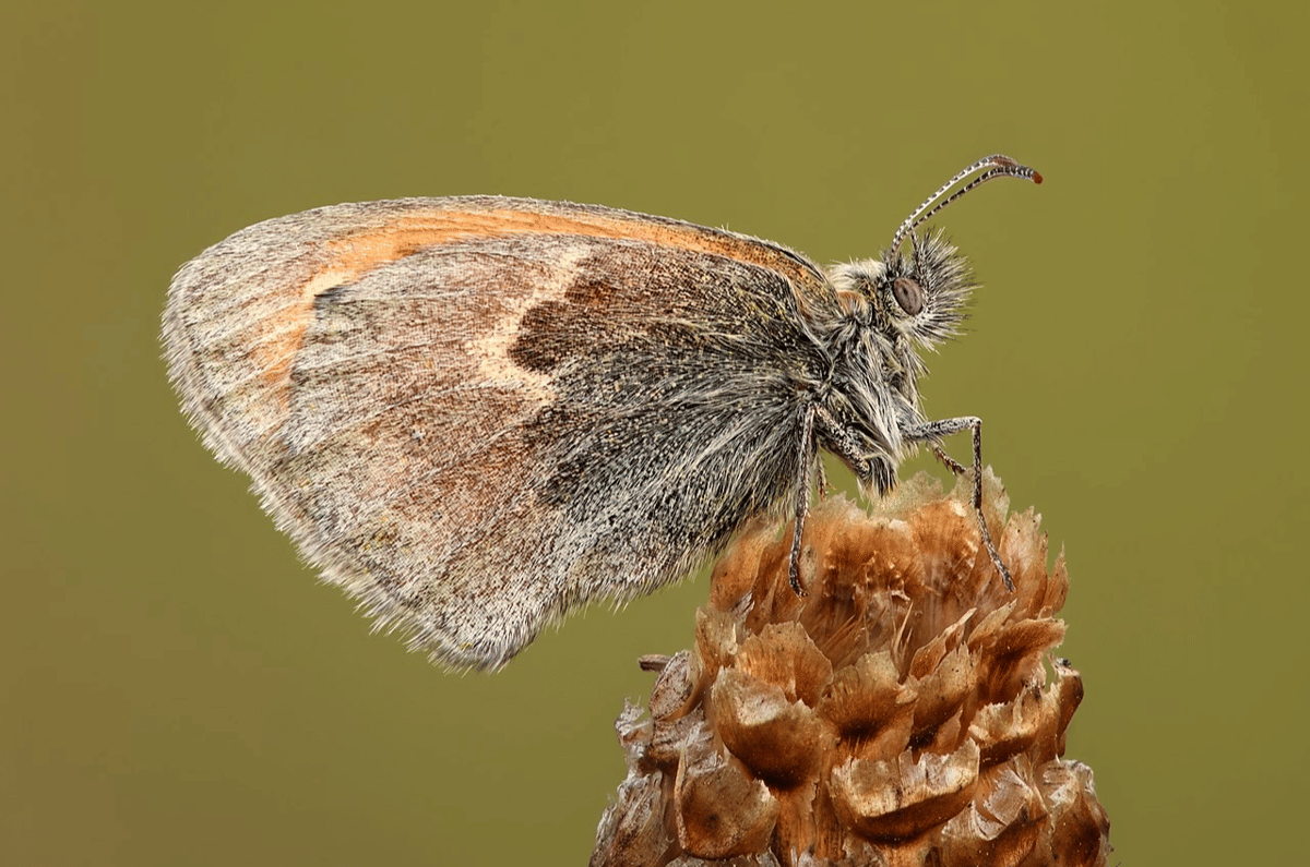 small heath