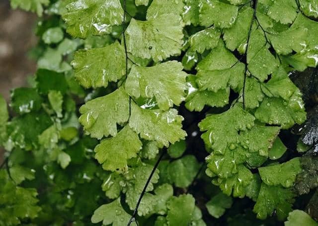 ilustrasi tanaman suplir