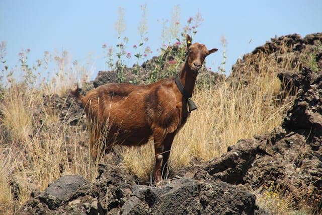 ilustrasi shio kambing