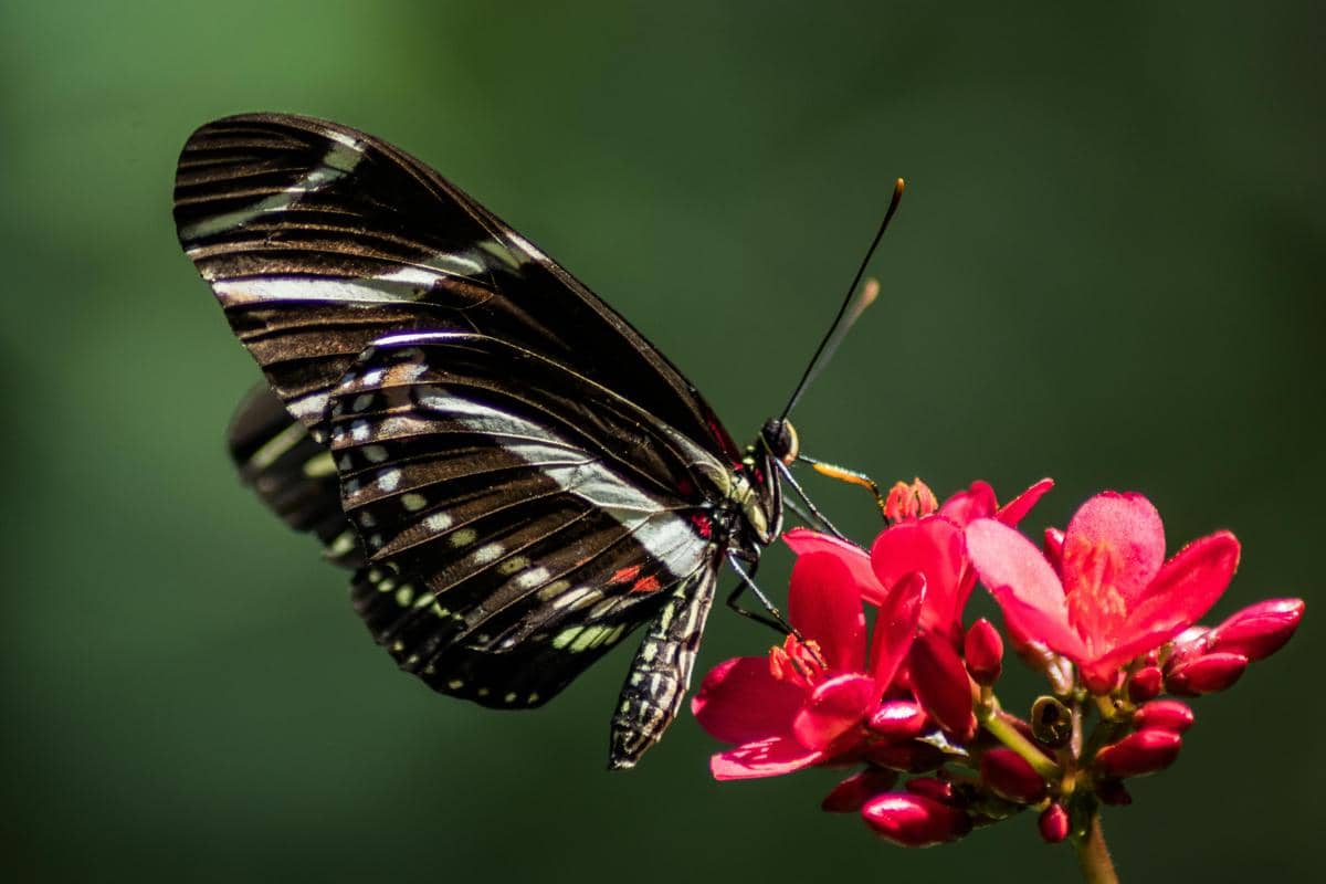 ilustrasi kupu-kupu menghisap nektar 