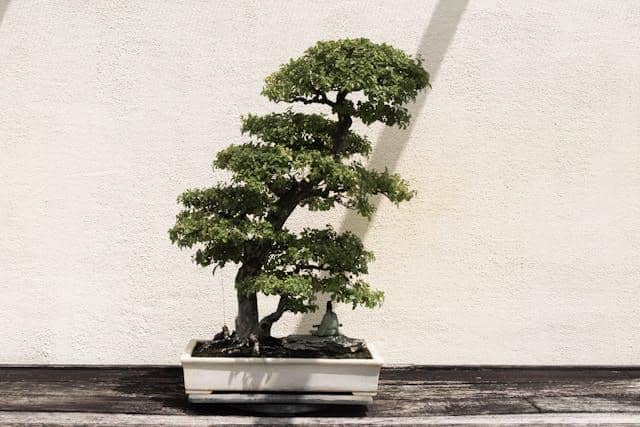 ilustrasi tanaman bonsai