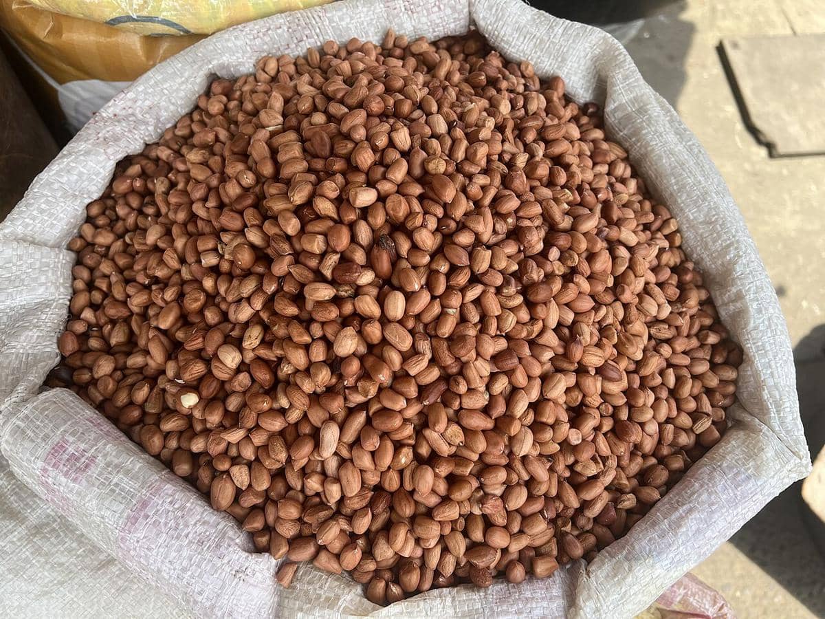 ilustrasi kacang tanah 