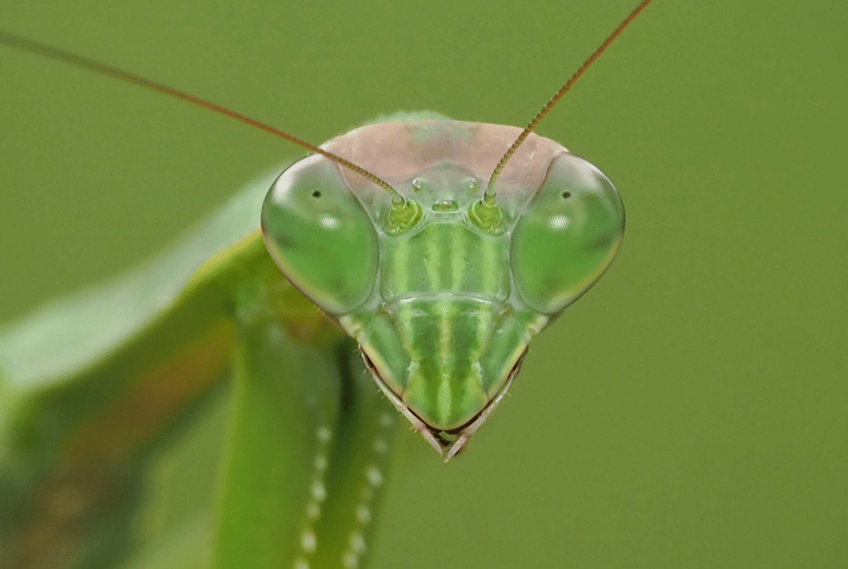 belalang sembah cina