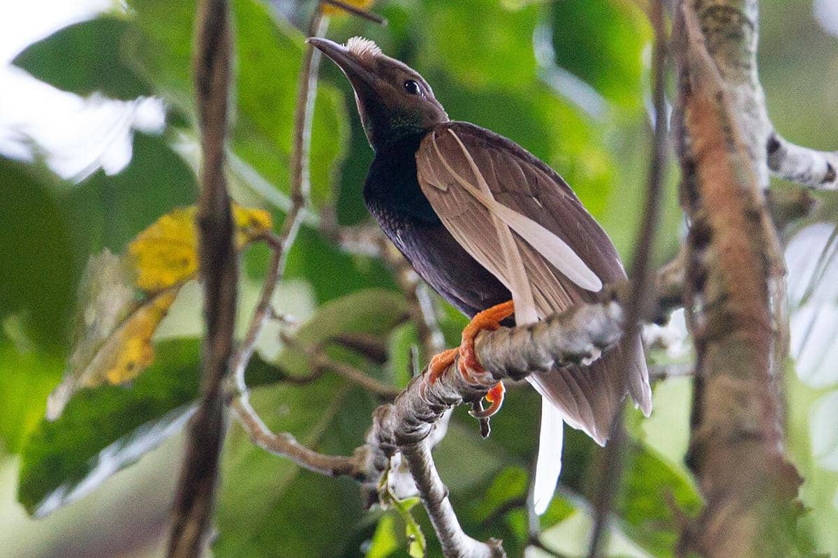 Wallace’s Standardwing