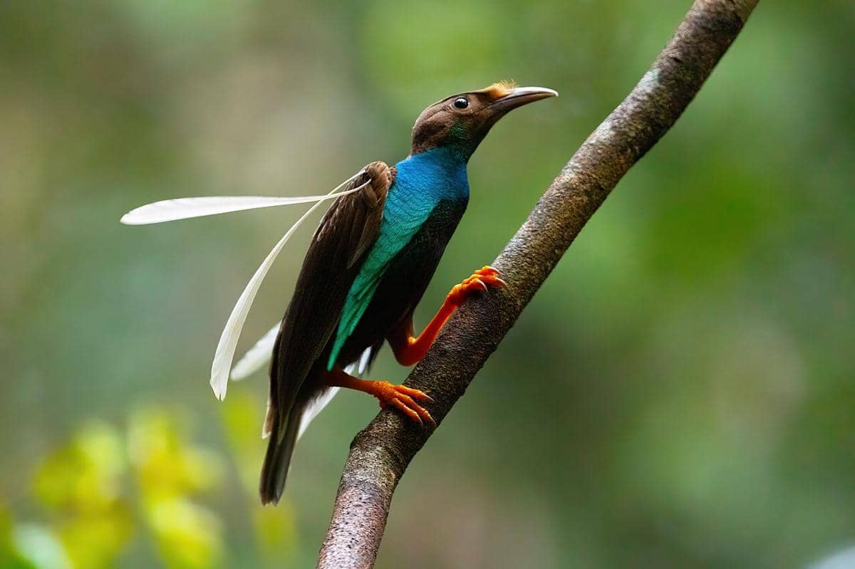 Wallace’s Standardwing