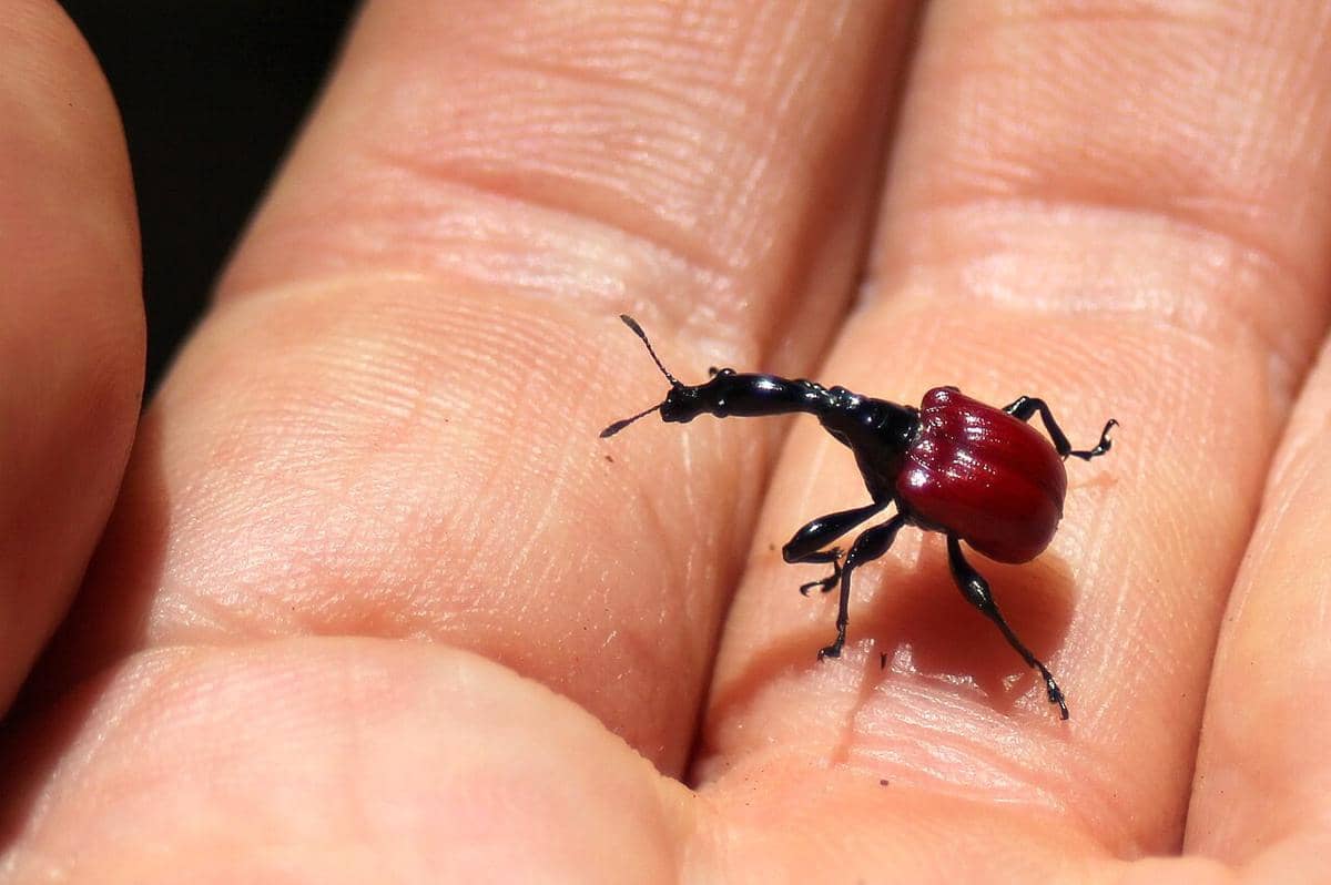 Kumbang jerapah (Trachelophorus giraffa), serangga endemik Madagaskar. 