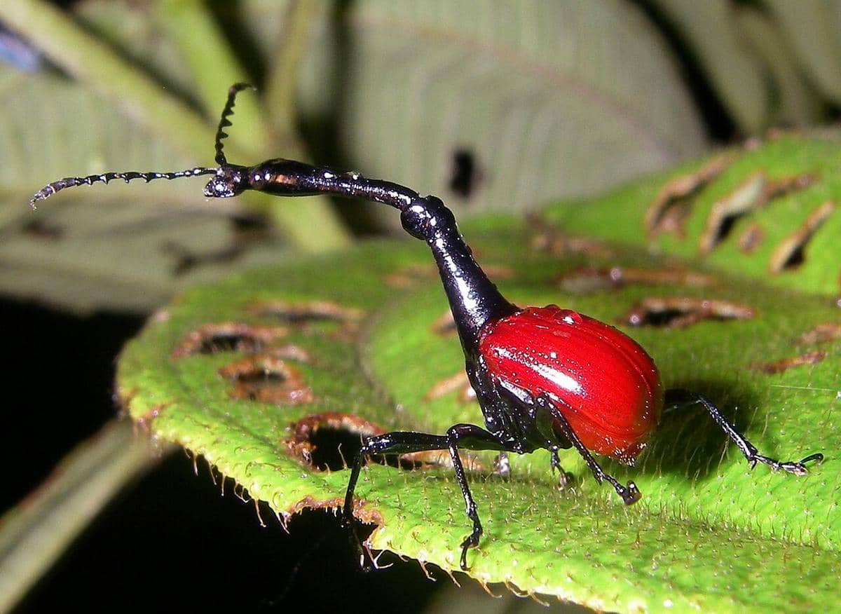 Kumbang jerapah jantan (Trachelophorus giraffa), serangga endemik Madagaskar. 