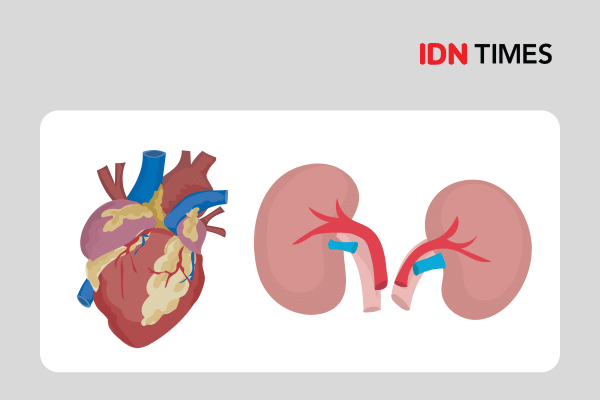 Ilustrasi organ jantung dan ginjal.
