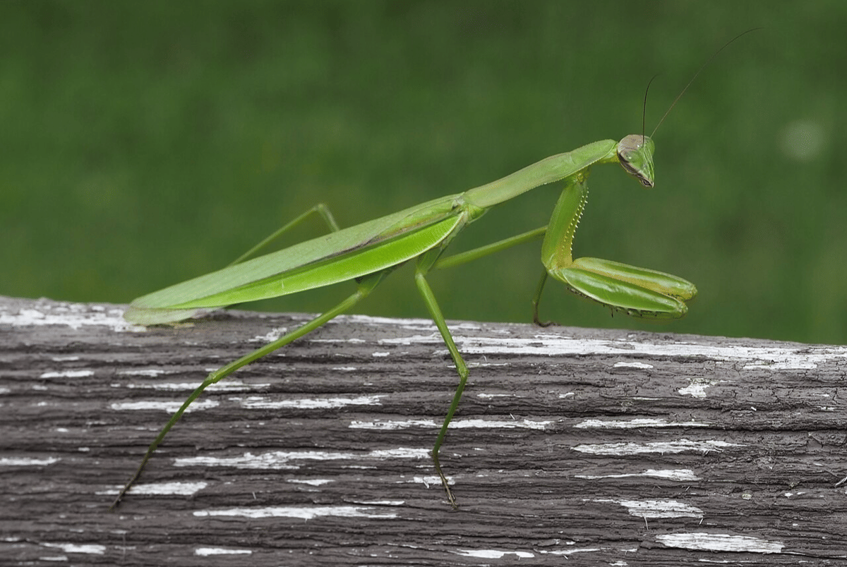 belalang sembah cina