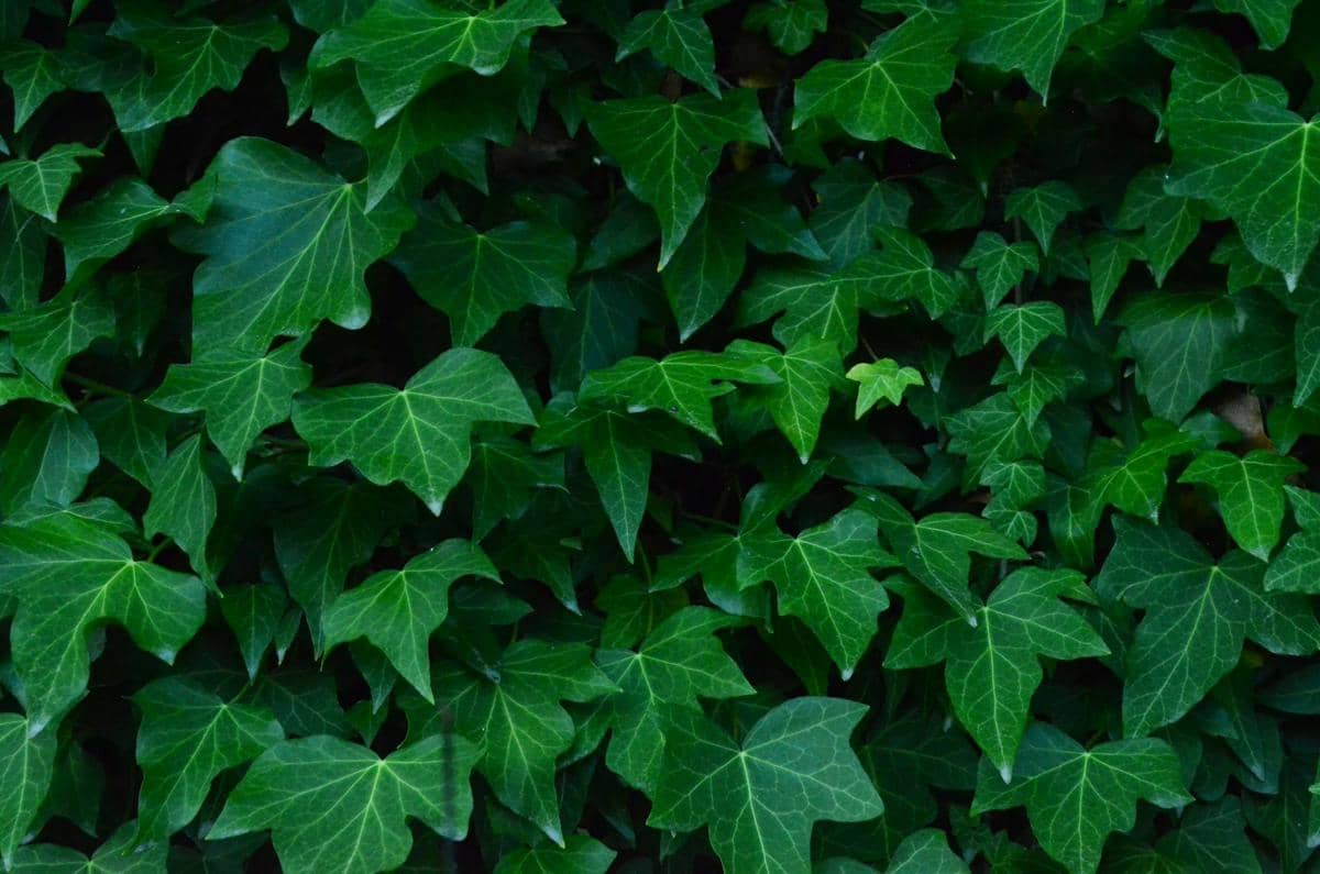 English ivy