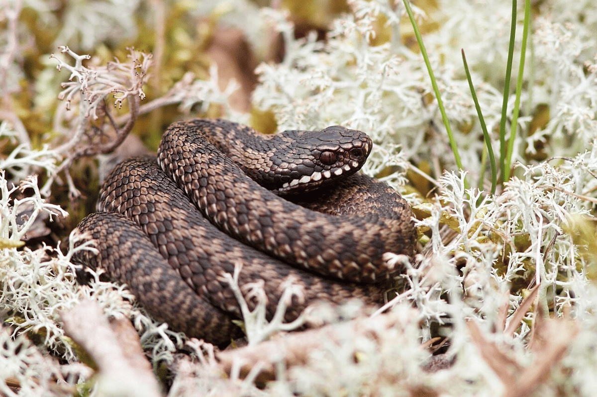beludak lintang utara