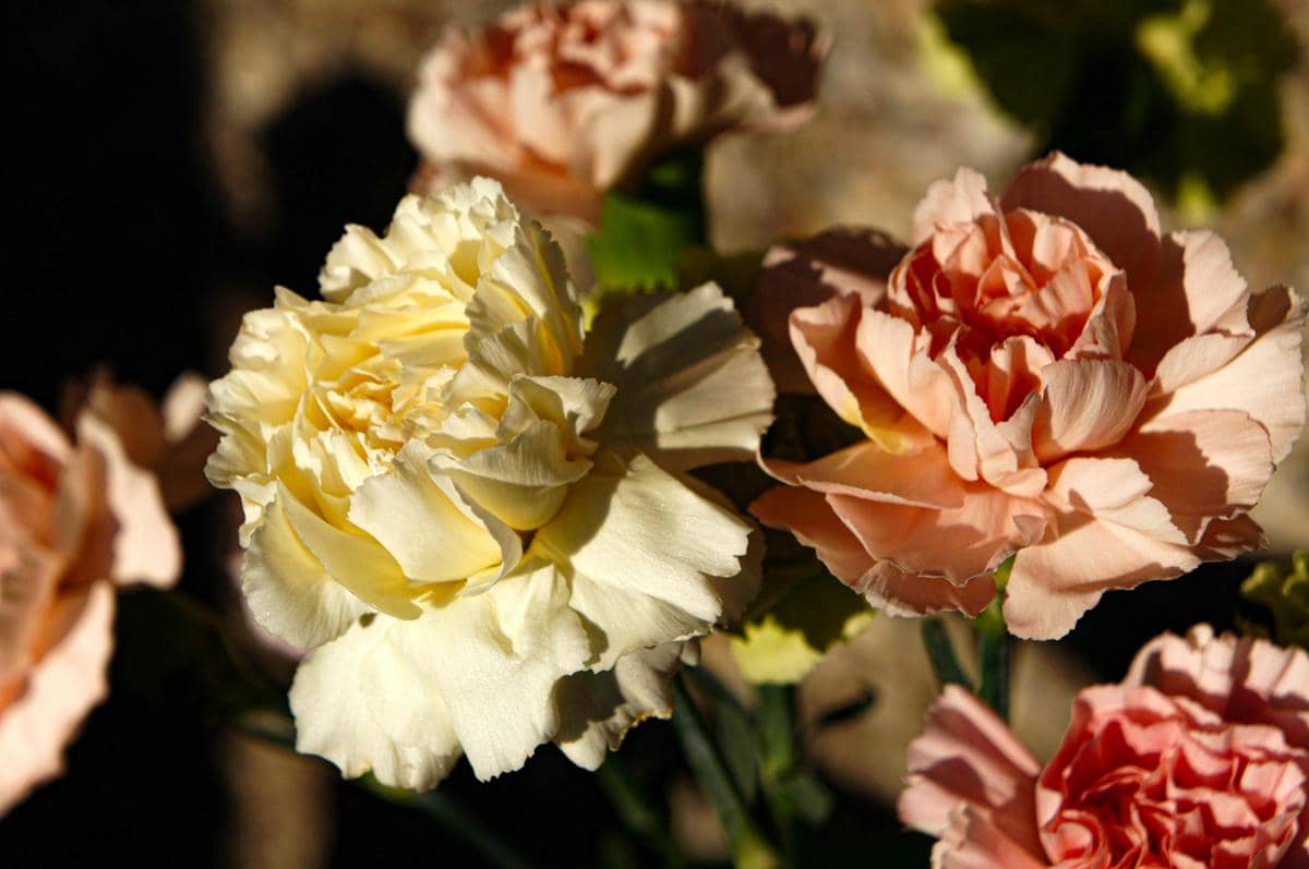 ilustrasi bunga anyelir