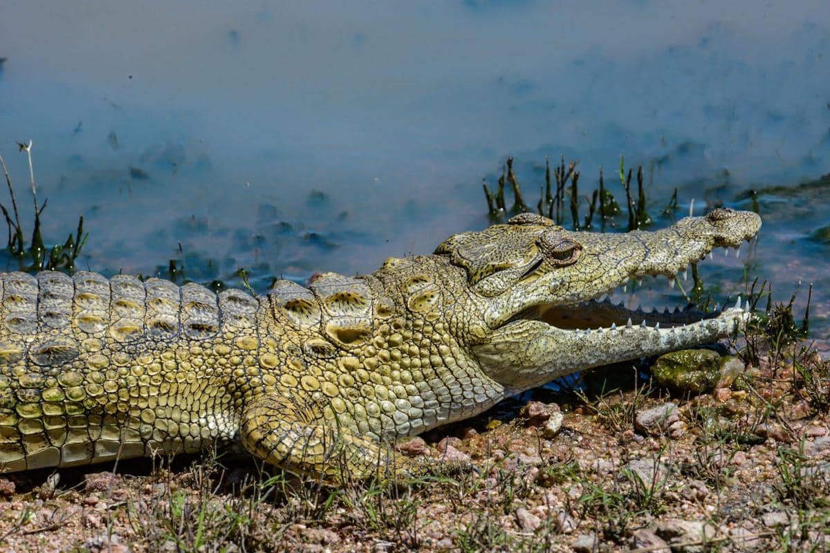 Apakah Buaya Termasuk Jenis Kadal? Ini Penjelasan Ilmiahnya