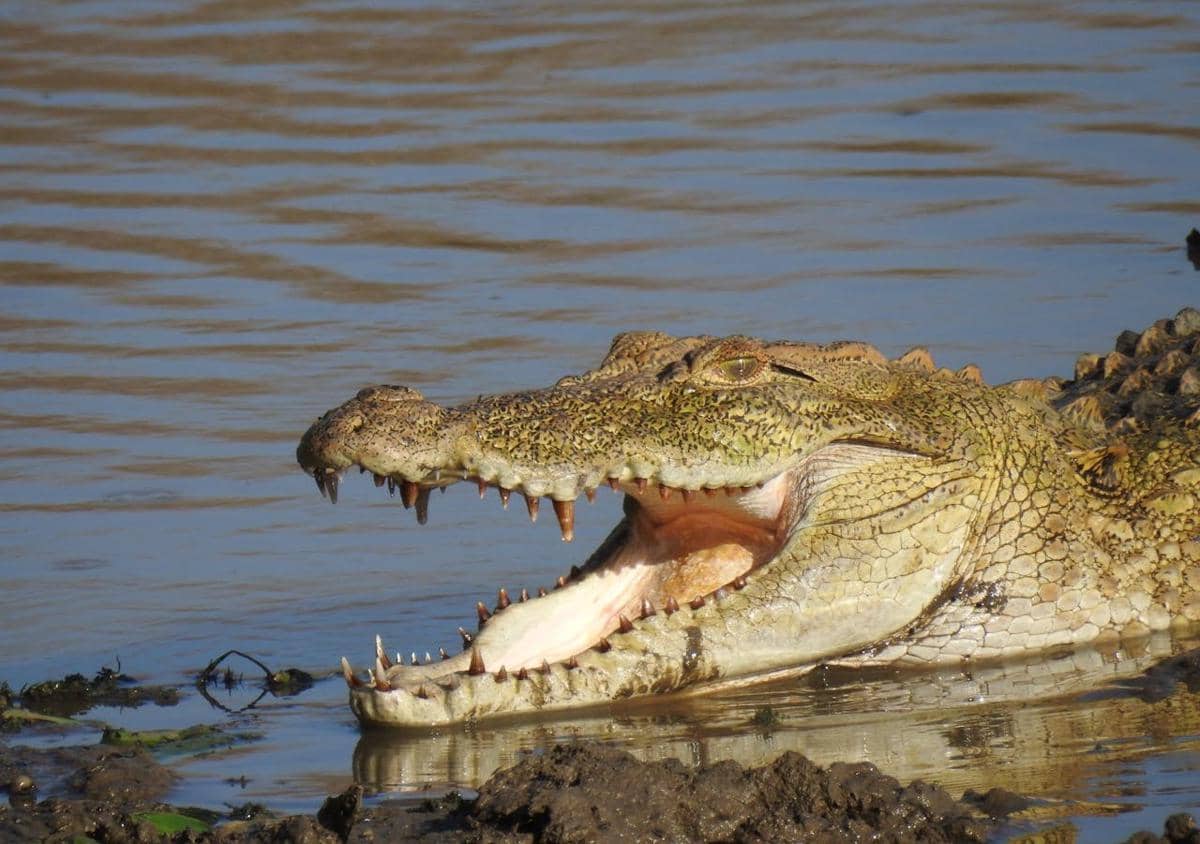 Buaya sedang berada di sungai.