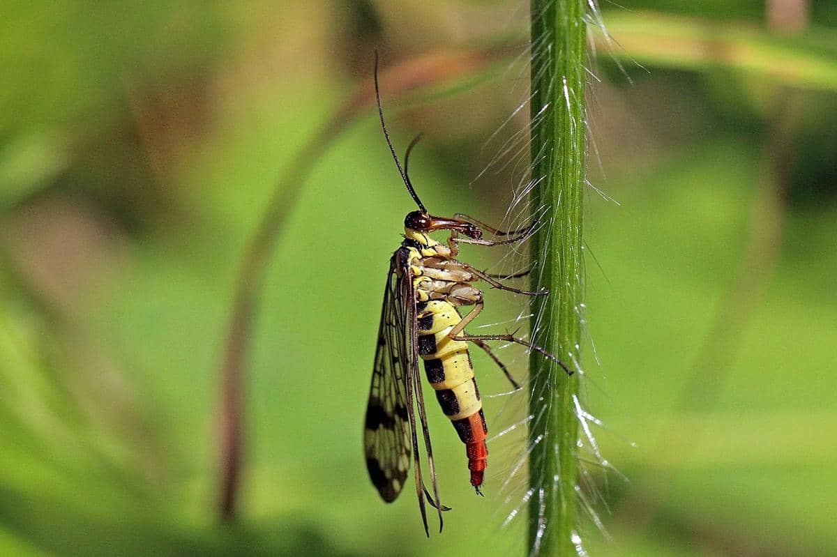 Lalat kalajengking betina (Panorpa communis), sejenis serangga dalam ordo Mecoptera. 