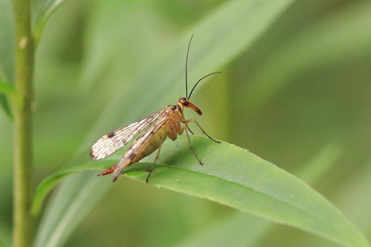 Lalat kalajengking betina (Panorpa communis), sejenis serangga dalam ordo Mecoptera. 