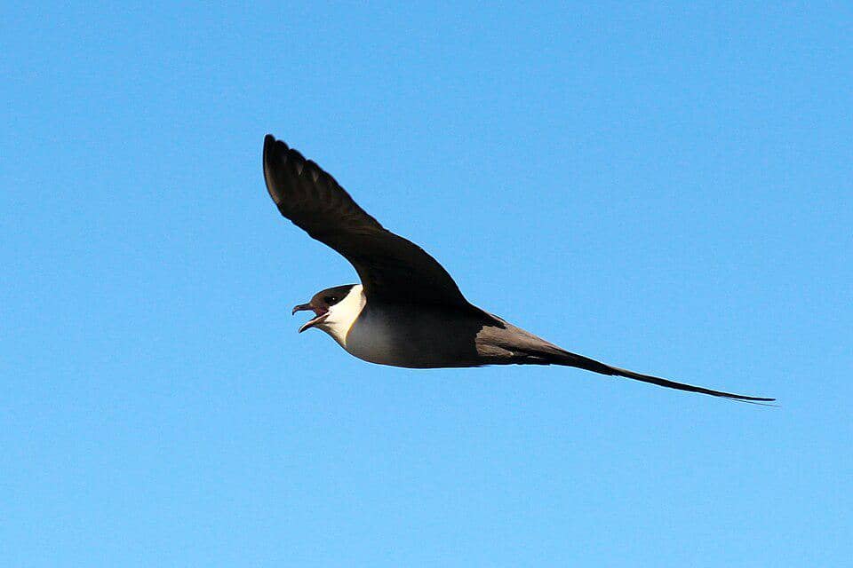 Burung Stercorarius longicaudus