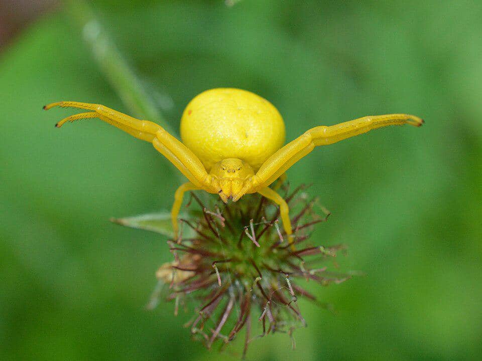 Laba-Laba Misumena vatia