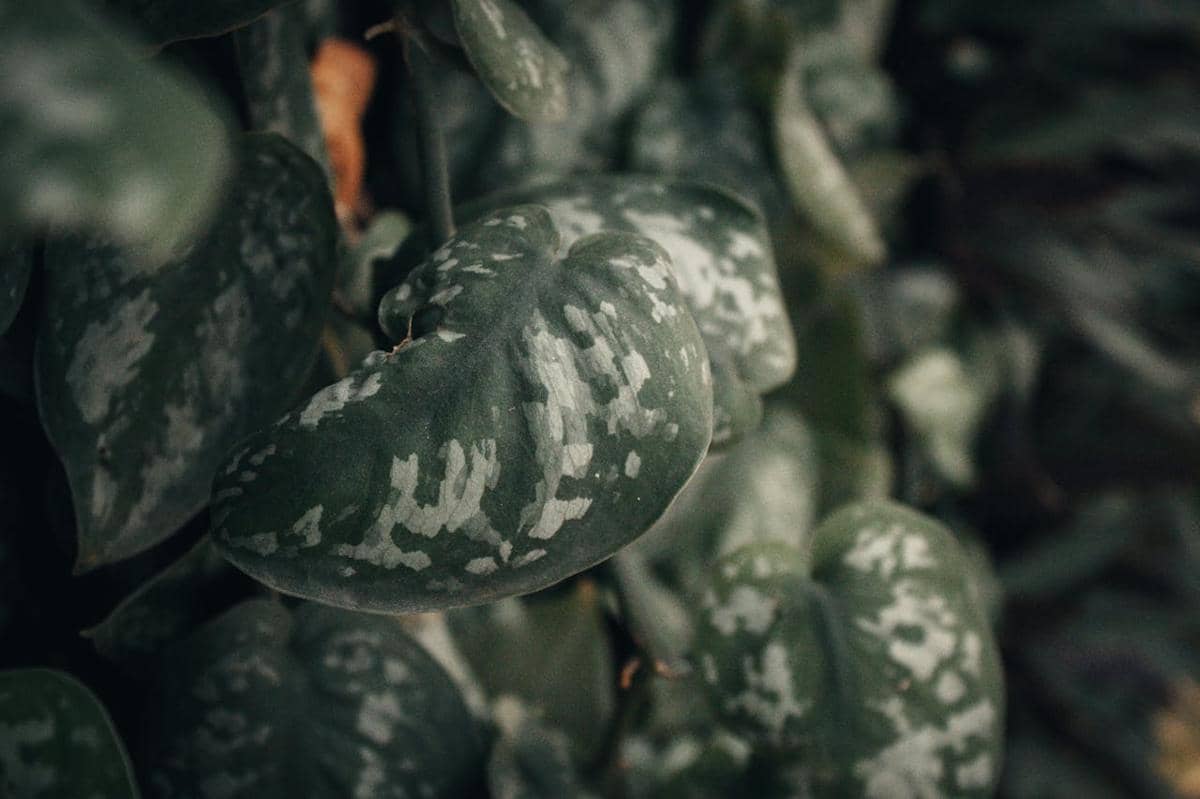 ilustrasi tanaman hias Silver pothos