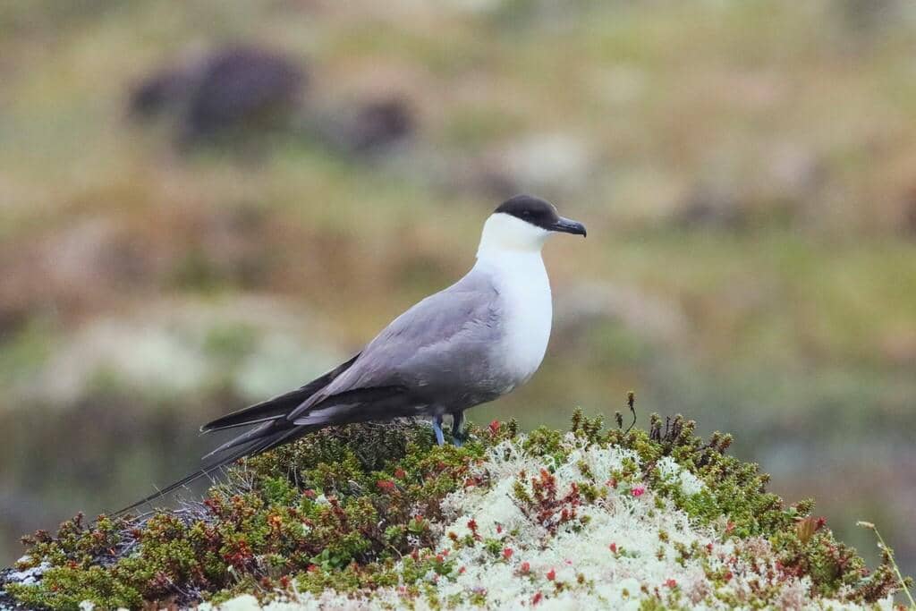 Burung Stercorarius longicaudus