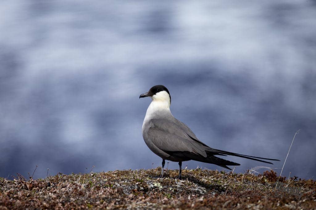 Burung Stercorarius longicaudus