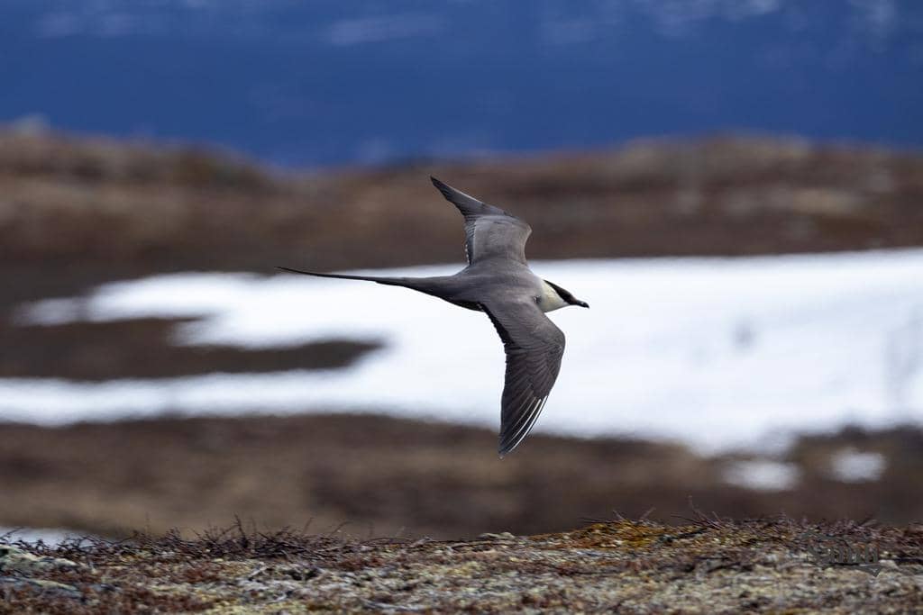 Burung Stercorarius longicaudus