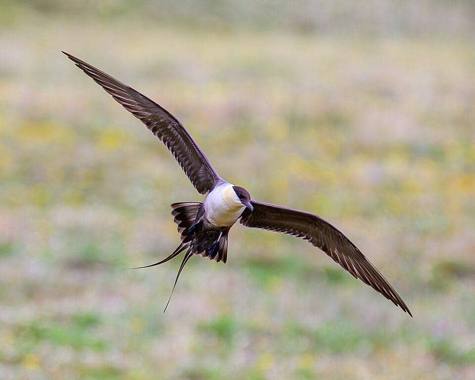 Burung Stercorarius longicaudus
