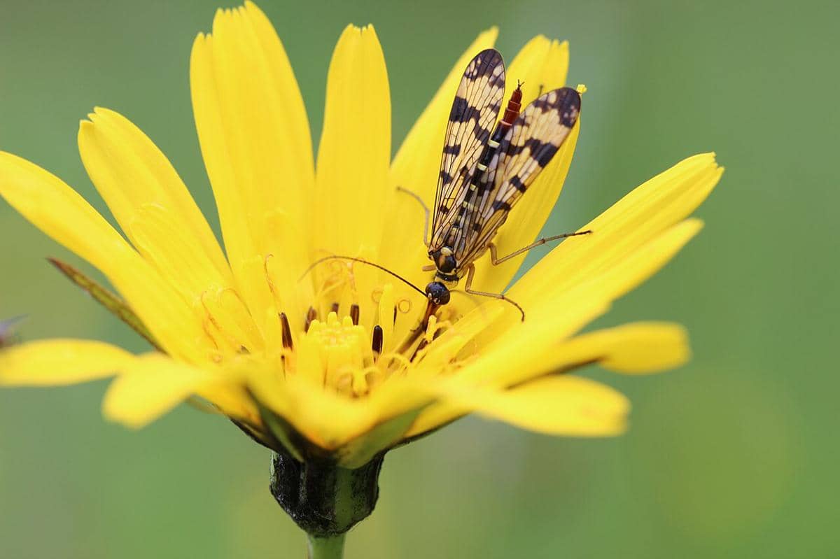 Lalat kalajengking betina (Panorpa communis) sedang menghisap netar bunga.