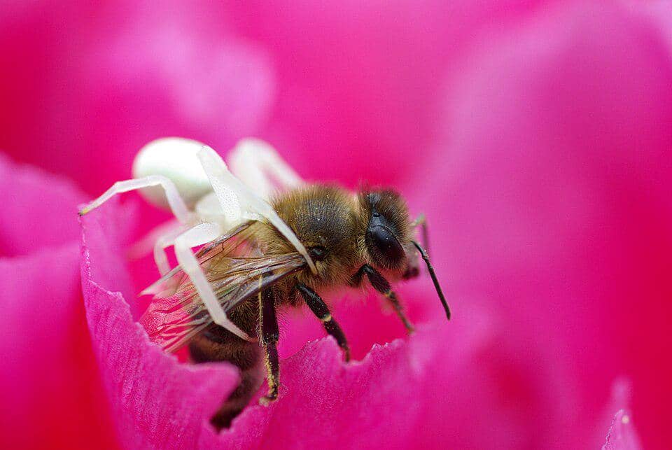 Laba-Laba Misumena vatia