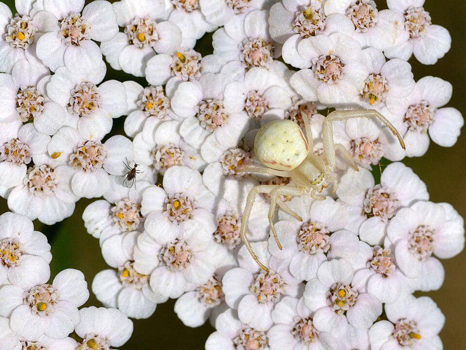 Laba-Laba Misumena vatia