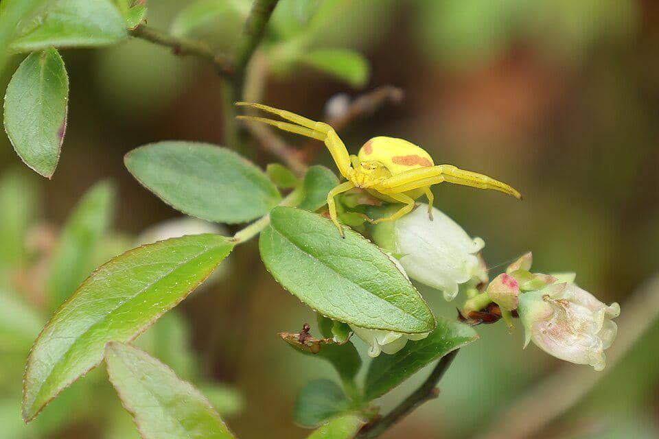 Laba-Laba Misumena vatia