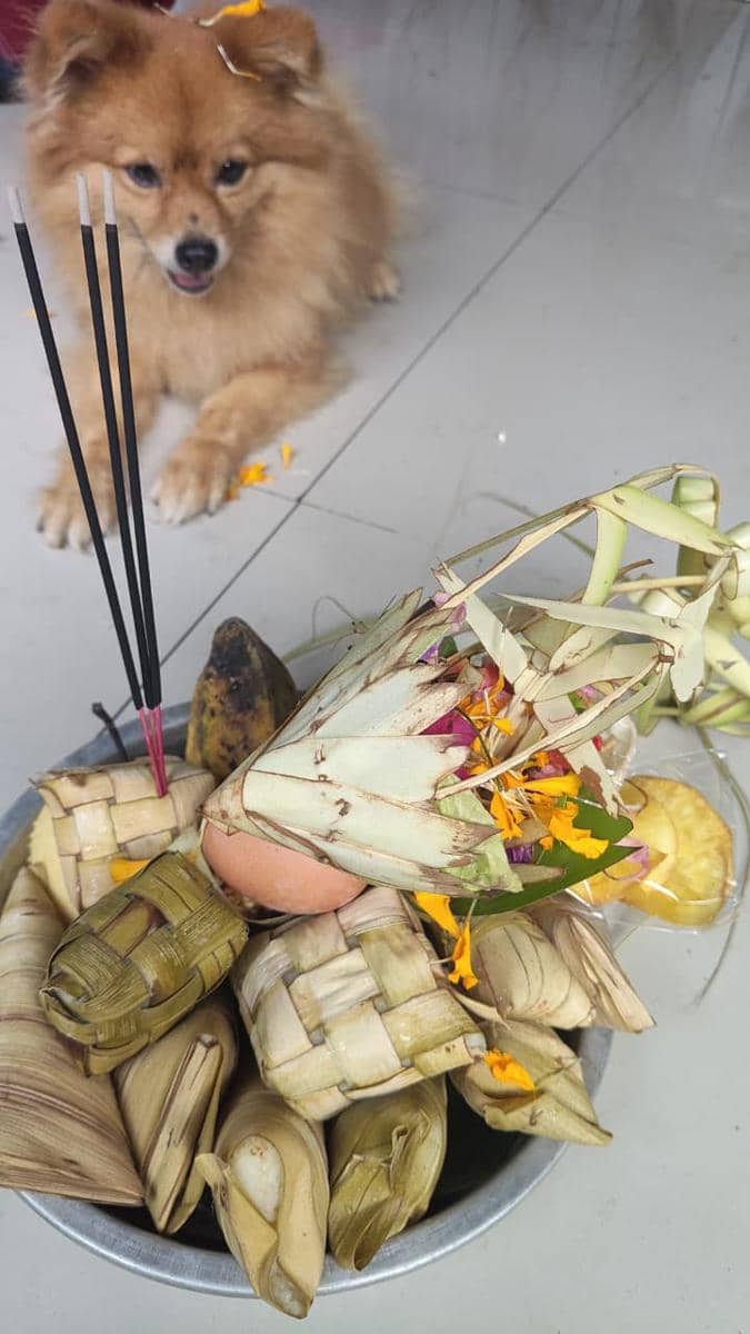 Tumpek Uye bentuk empati terhadap mahluk hidup 