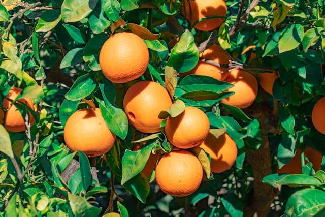 Ilustrasi pohon jeruk 