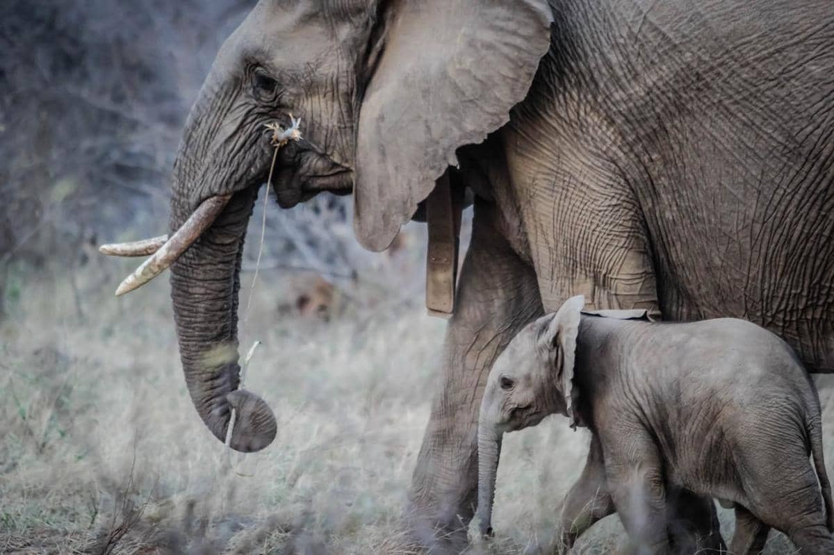 https://www.pexels.com/id-id/foto/dua-gajah-abu-abu-16066/
