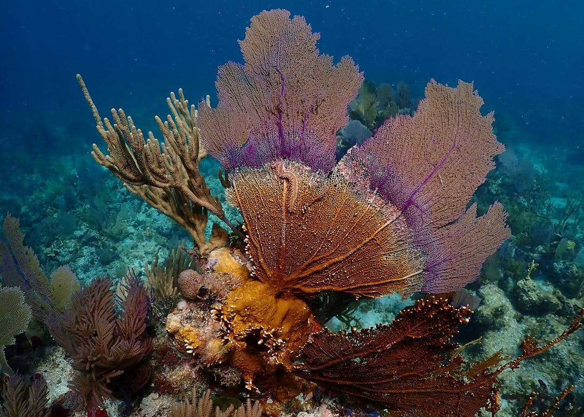 potret kipas laut berukuran besar yang mencerminkan usia dan ketahanannya dalam jangka panjang