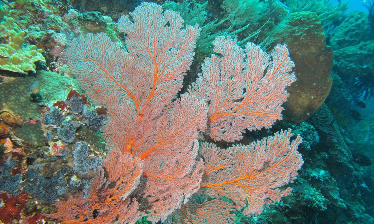 potret kipas laut yang terlihat seperti tanaman, tetapi sebenarnya termasuk hewan laut