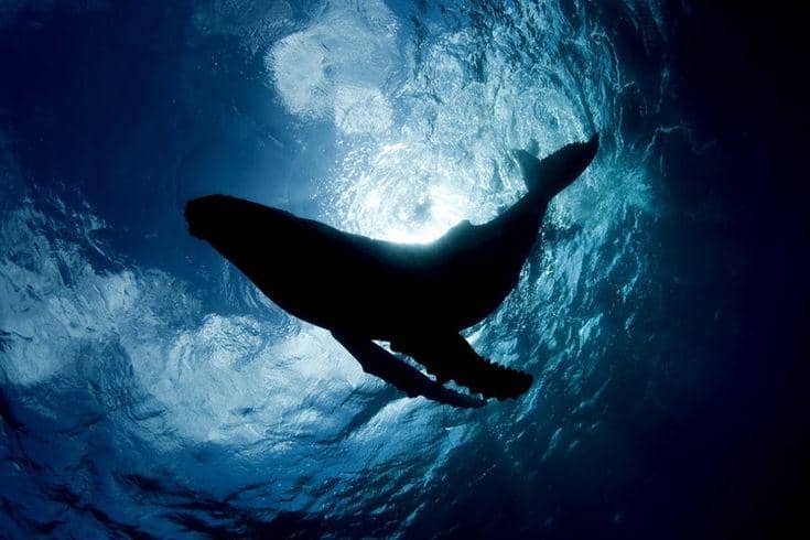 ilustrasi Paus yang berenang sendirian di laut gelap