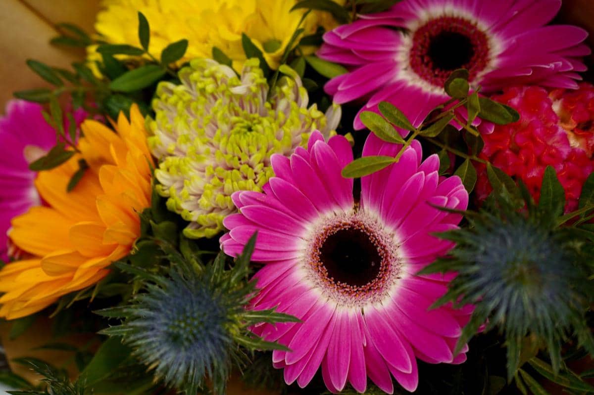ilustrasi gerbera