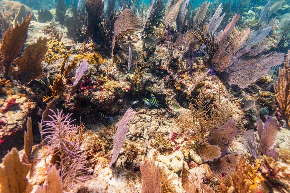 potret kipas laut yang menjadi rumah dan tempat berlindung bagi biota laut kecil 
