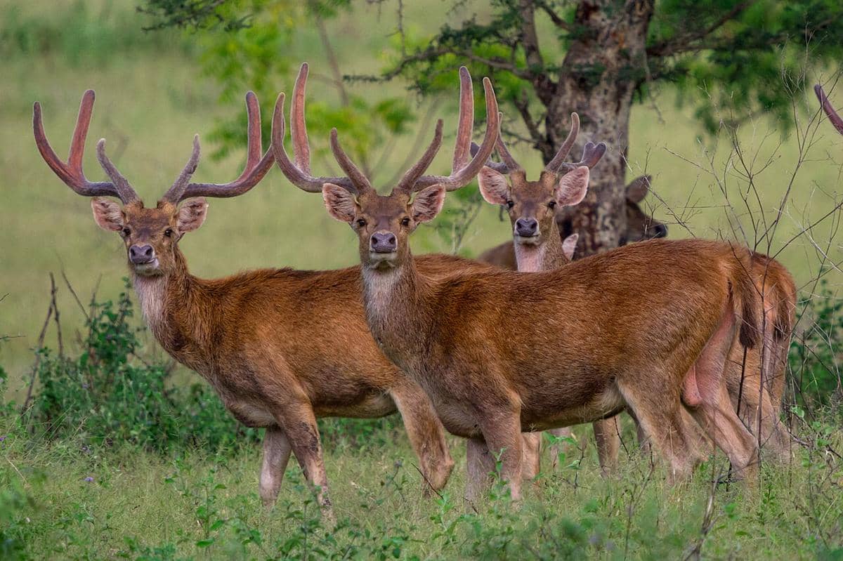 5 Manfaat Kotoran Hewan bagi Alam dan Manusia, Berjasa Besar