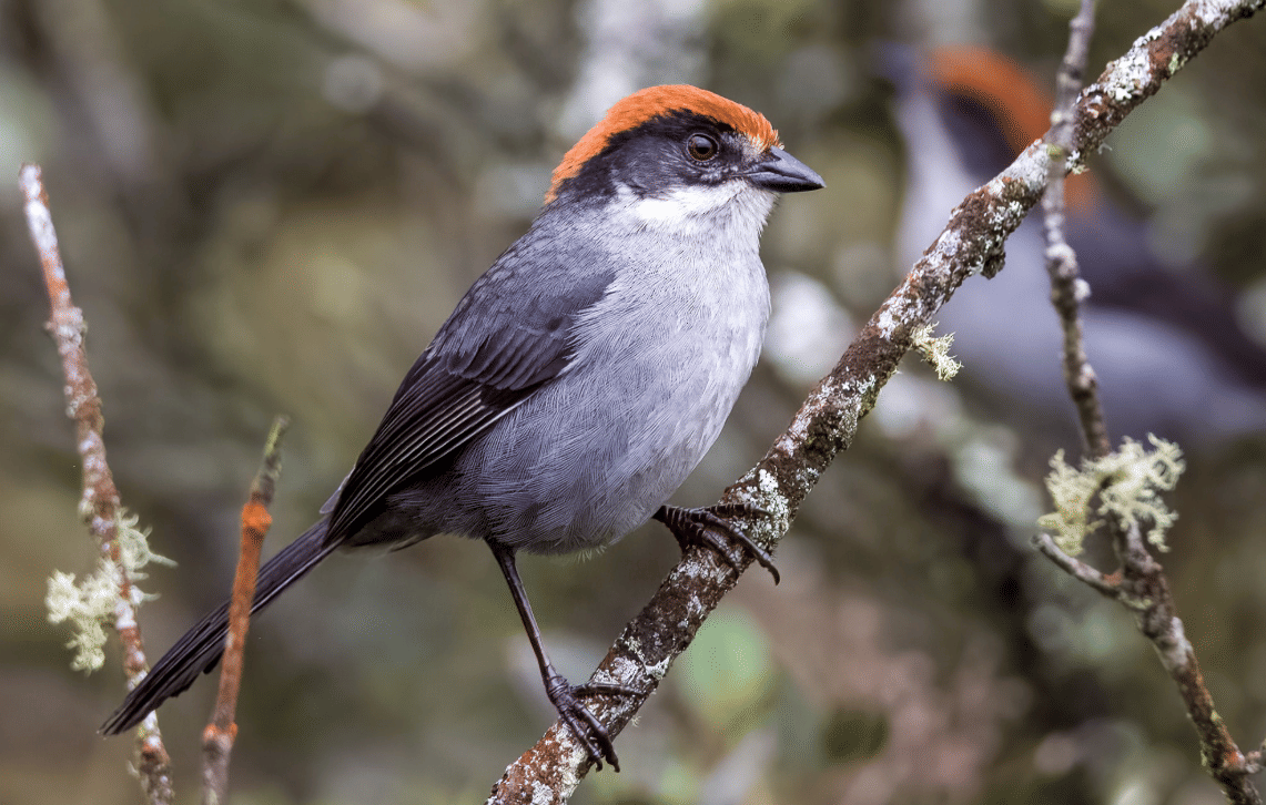 burung antioquia brushfinch