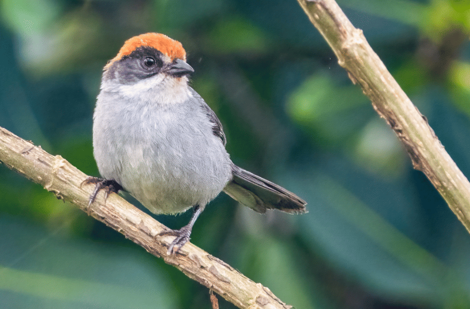 burung antioquia brushfinch