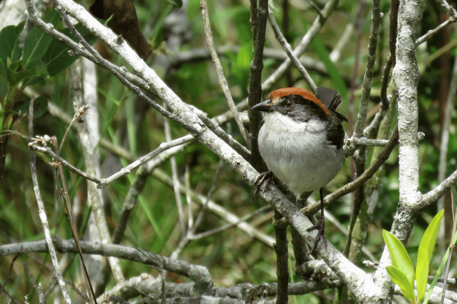 burung antioquia brushfinch 