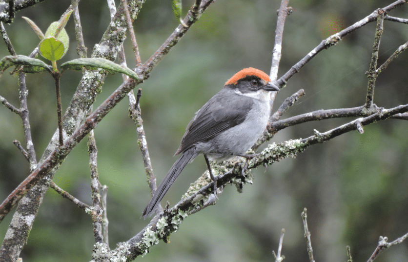 burung antioquia brushfinch