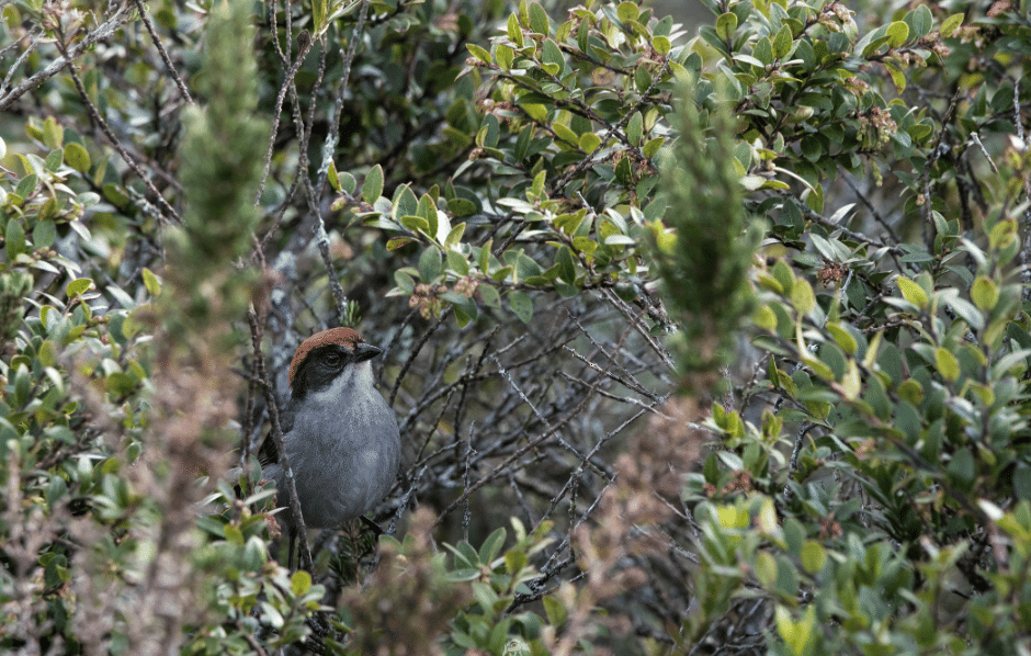 burung antioquia brushfinch 