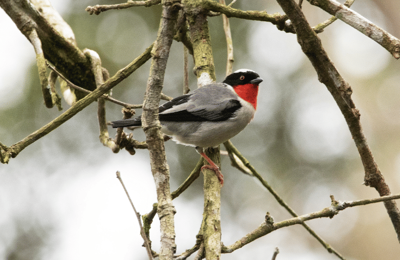 burung cherry throated tanager