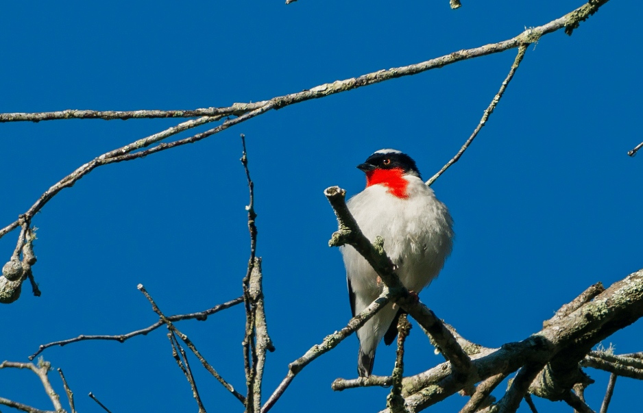 burung cherry throated tanager 