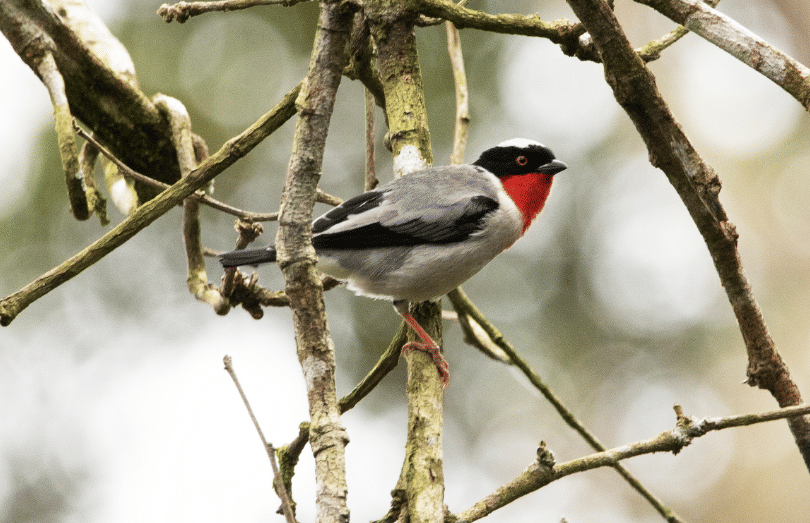 burung cherry throated tanager