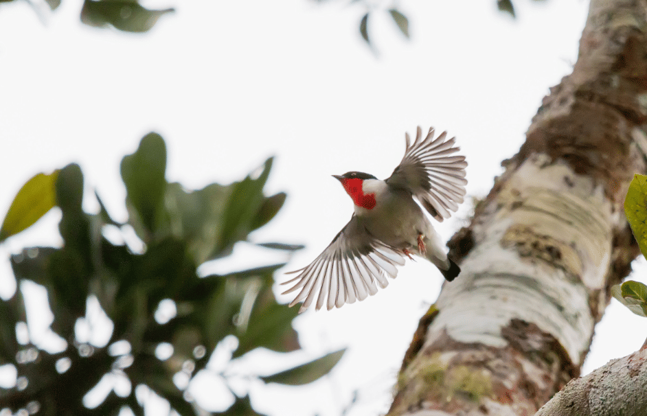 burung cherry throated tanager