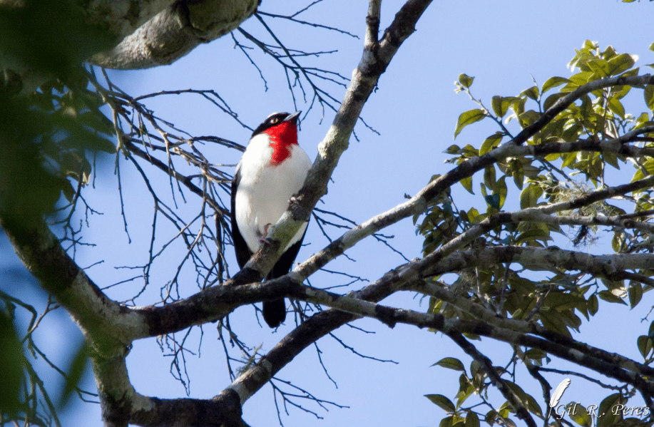 burung cherry throated tanager